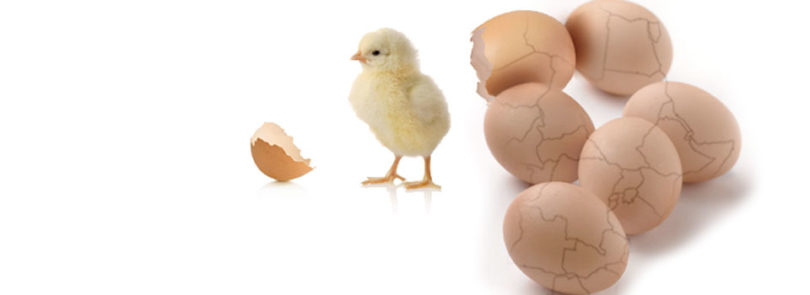 Hatching a sustainable program