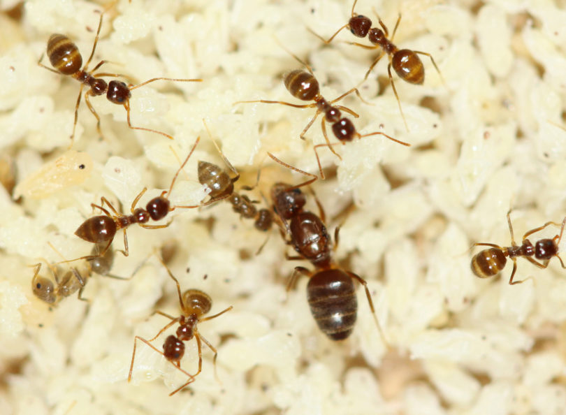 Tawny crazy ant 2013 Danny McDonald-h.photo