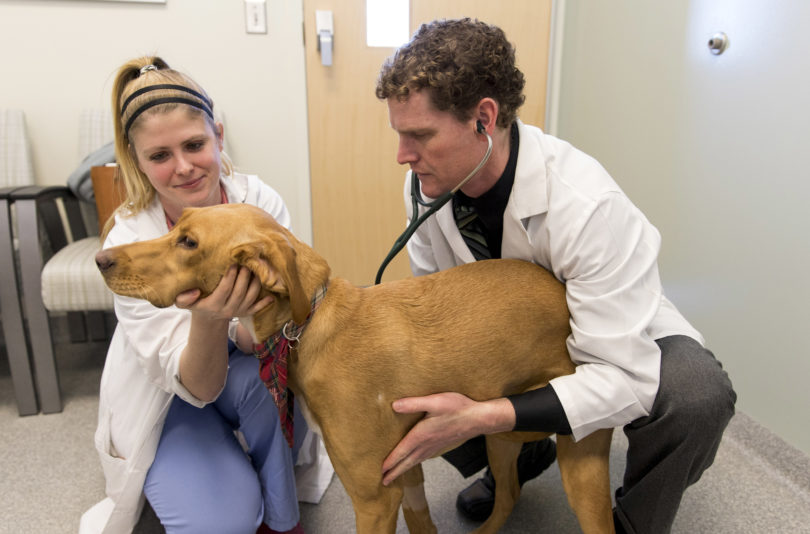 Fourth-year veterinary medicine student Meg Korpita and assistant professor of orthopedics Sam Franklin give a physical exam to Bailey, a 1-year-old mixed breed in the Small Animal Teaching Hospital. (Photo by Andrew Davis Tucker/UGA)