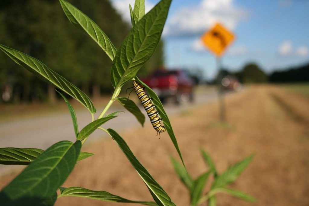 A monarch caterpillar clings to a milkweed stalk next to a rural road.