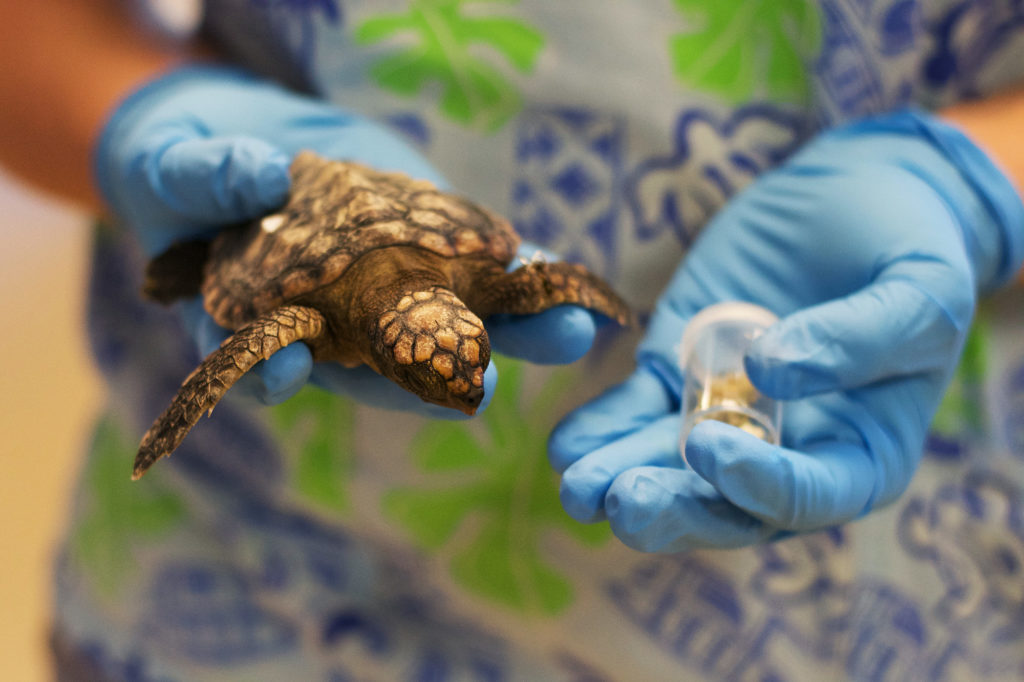 A loggerhead post-hatchling