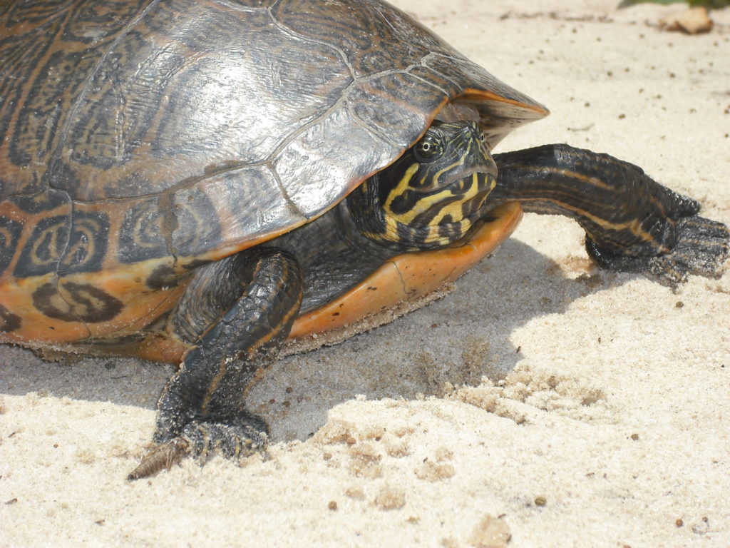 Where have all the turtles gone, and why does it matter?