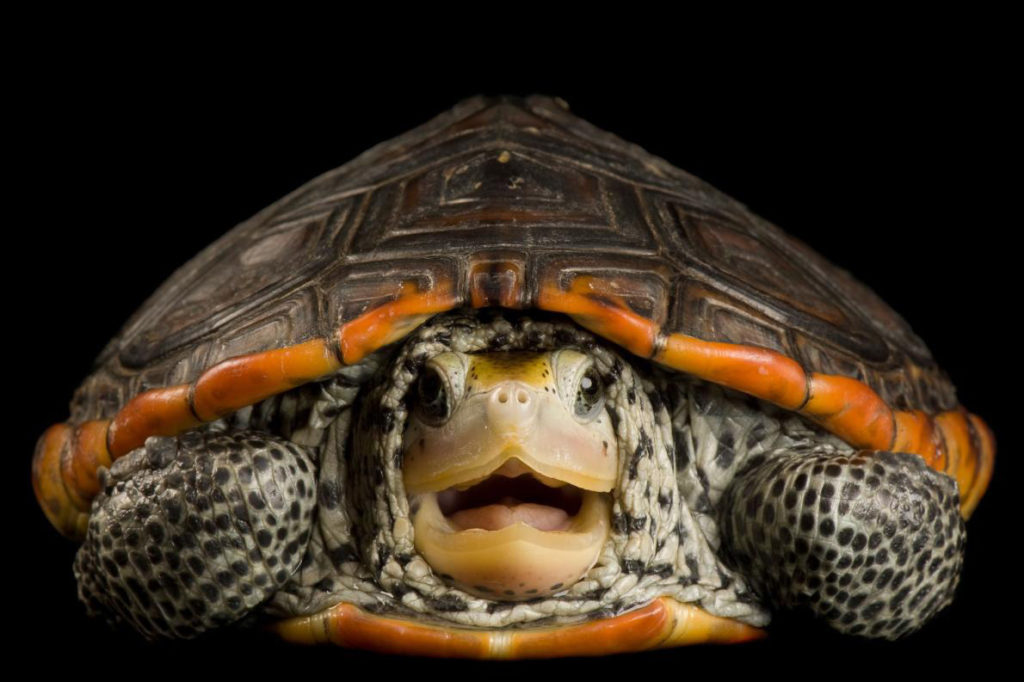 Where have all the turtles gone?