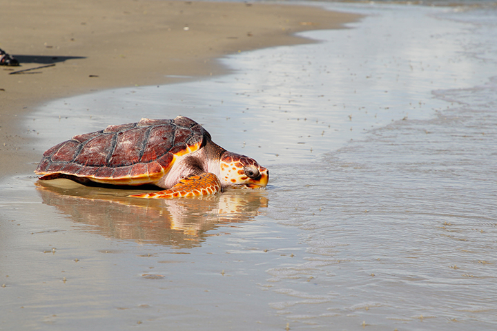 Lefty the sea turtle returns to the wild