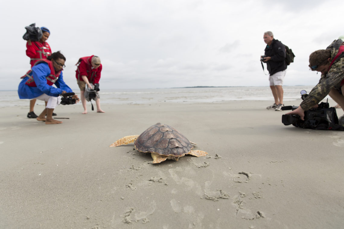 UGA sea turtle research wins international recognition