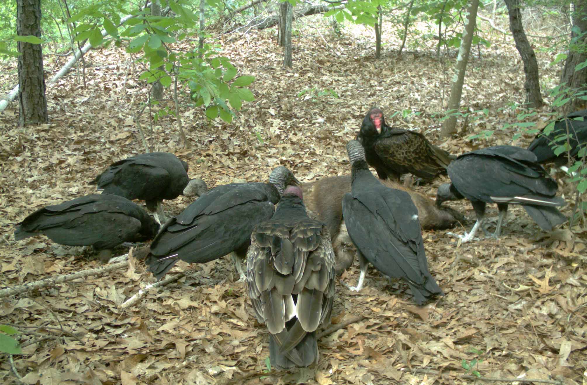The natural world: Turkey vultures