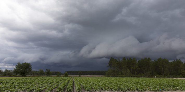 Study sheds light on Georgia farmer suicides