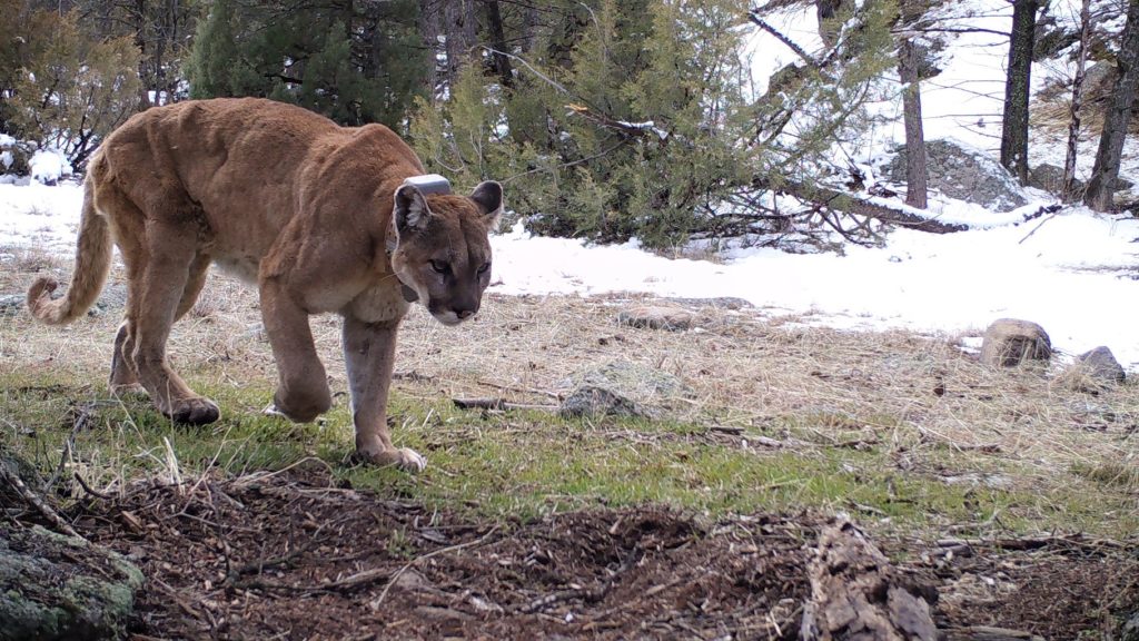 Photo of cougar