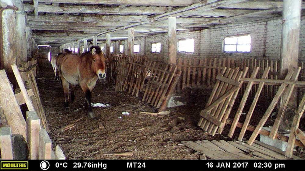 Newswise: Abandoned Chernobyl villages could save a rare species