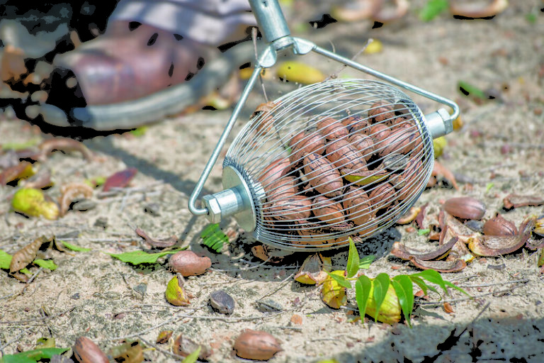 is the proud pecan capital of the U.S.