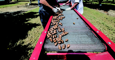 Two men send pecans down a mesh cleaner