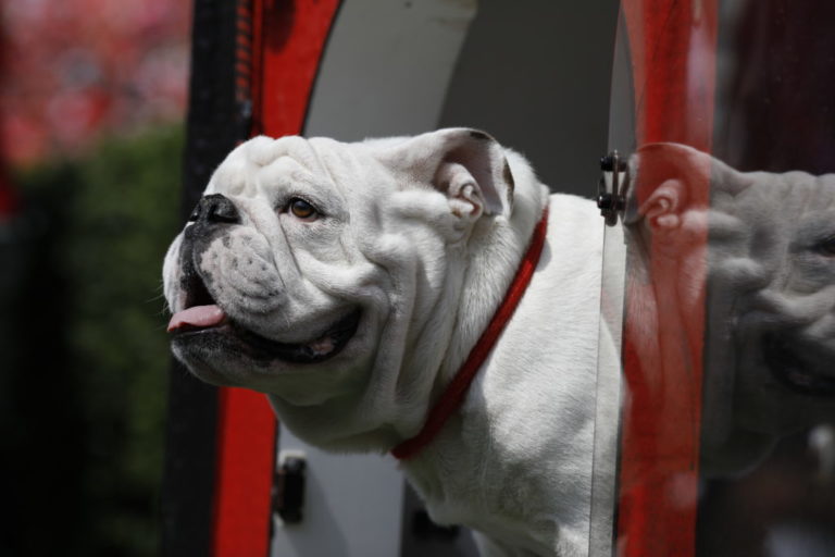 uga teddy bear