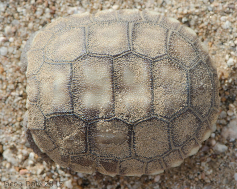 Tweaking The Approach To Save The Desert Tortoise