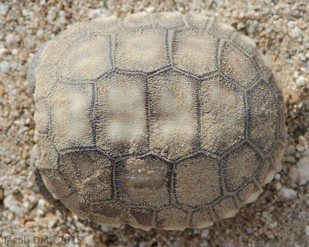 Tweaking the approach to save the desert tortoise