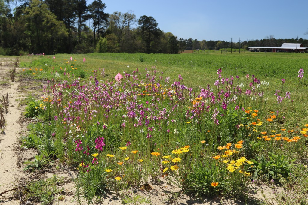 UGA entomologist’s advice to increase on-farm biodiversity
