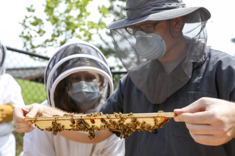 Newswise: New beehives to train veterinary students
