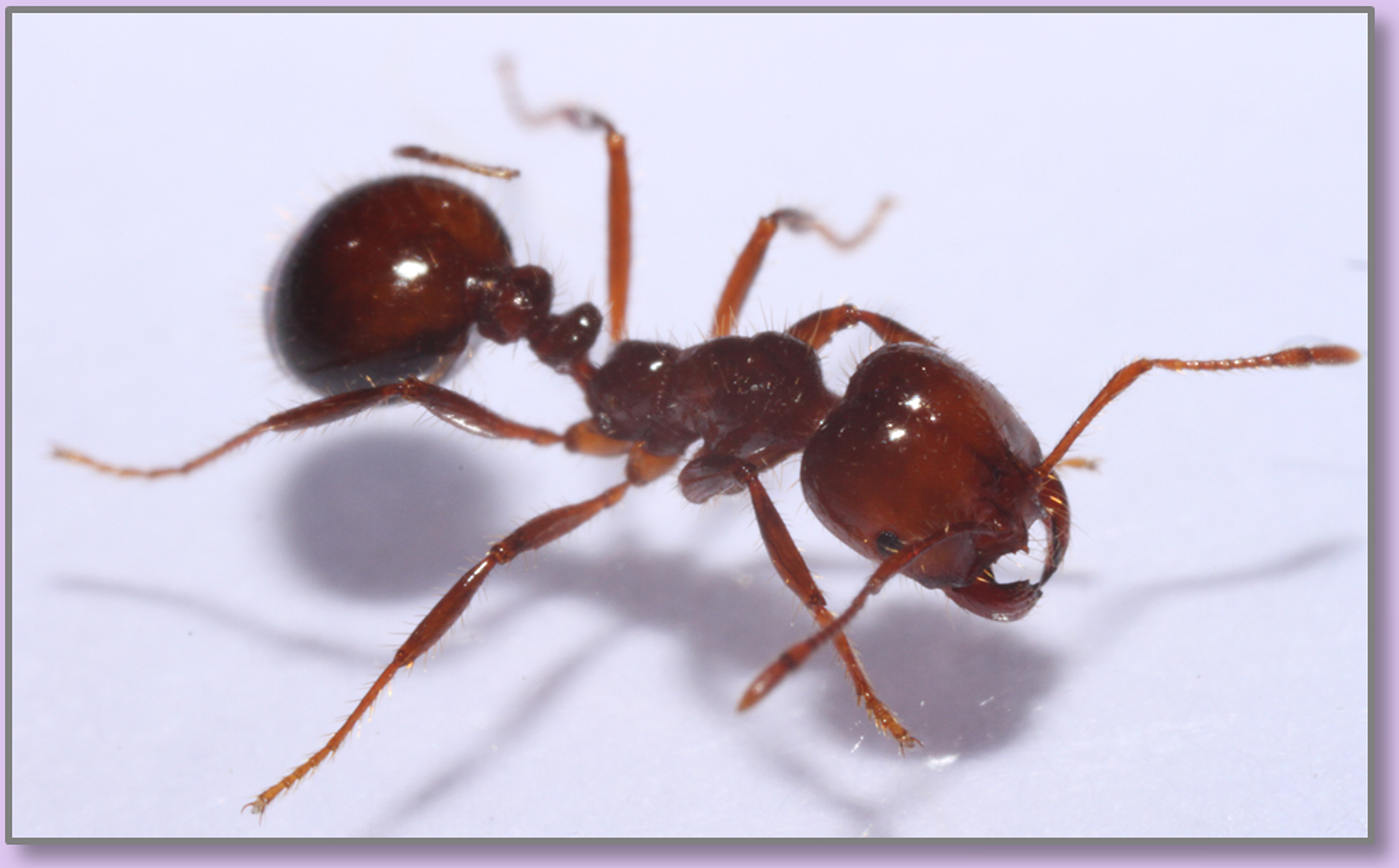 Are Fire Ants In Frisco, TX Dangerous?