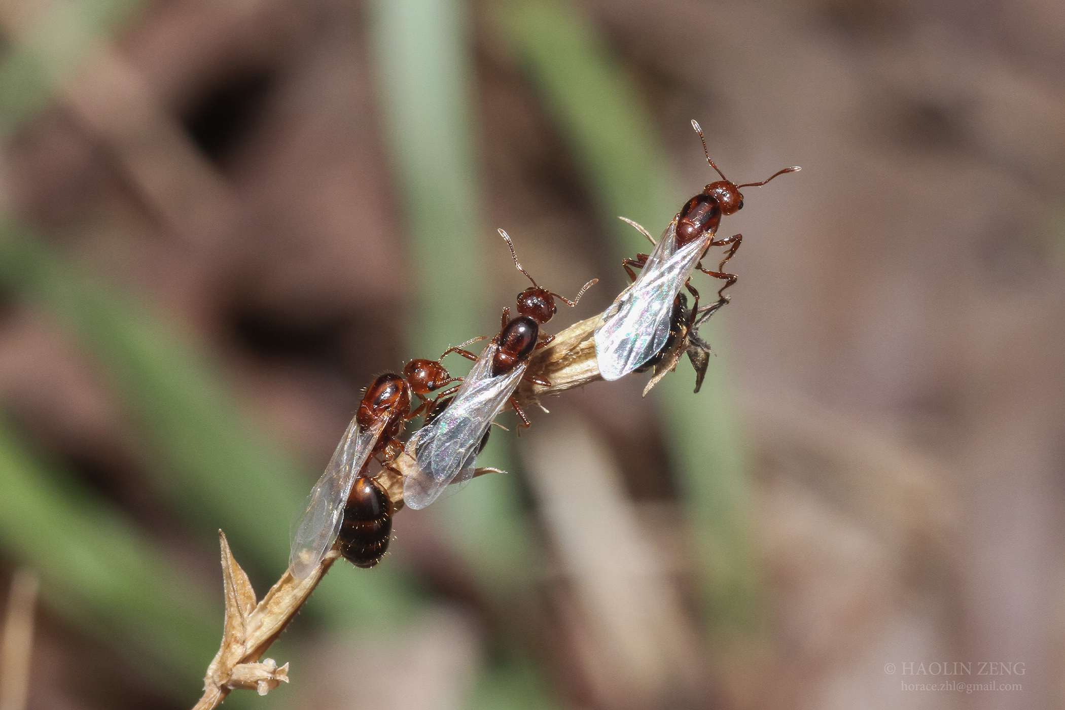 Крылатых муравьев. Огненные муравьи (Solenopsis Invicta). Полет муравьев. Брачный полет муравьев. Летучие муравьи.