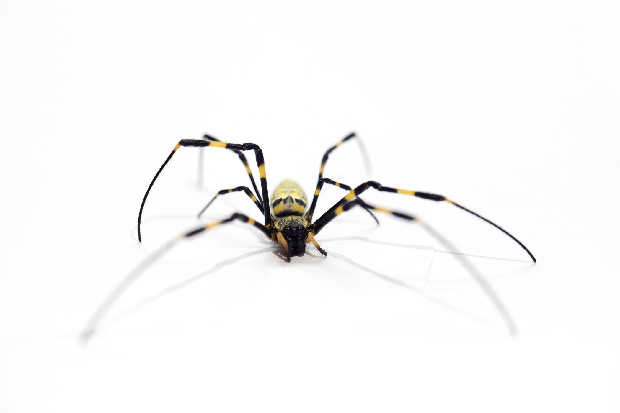 Joro Spiders: All about the spider species that is spreading across U.S. -  The Economic Times