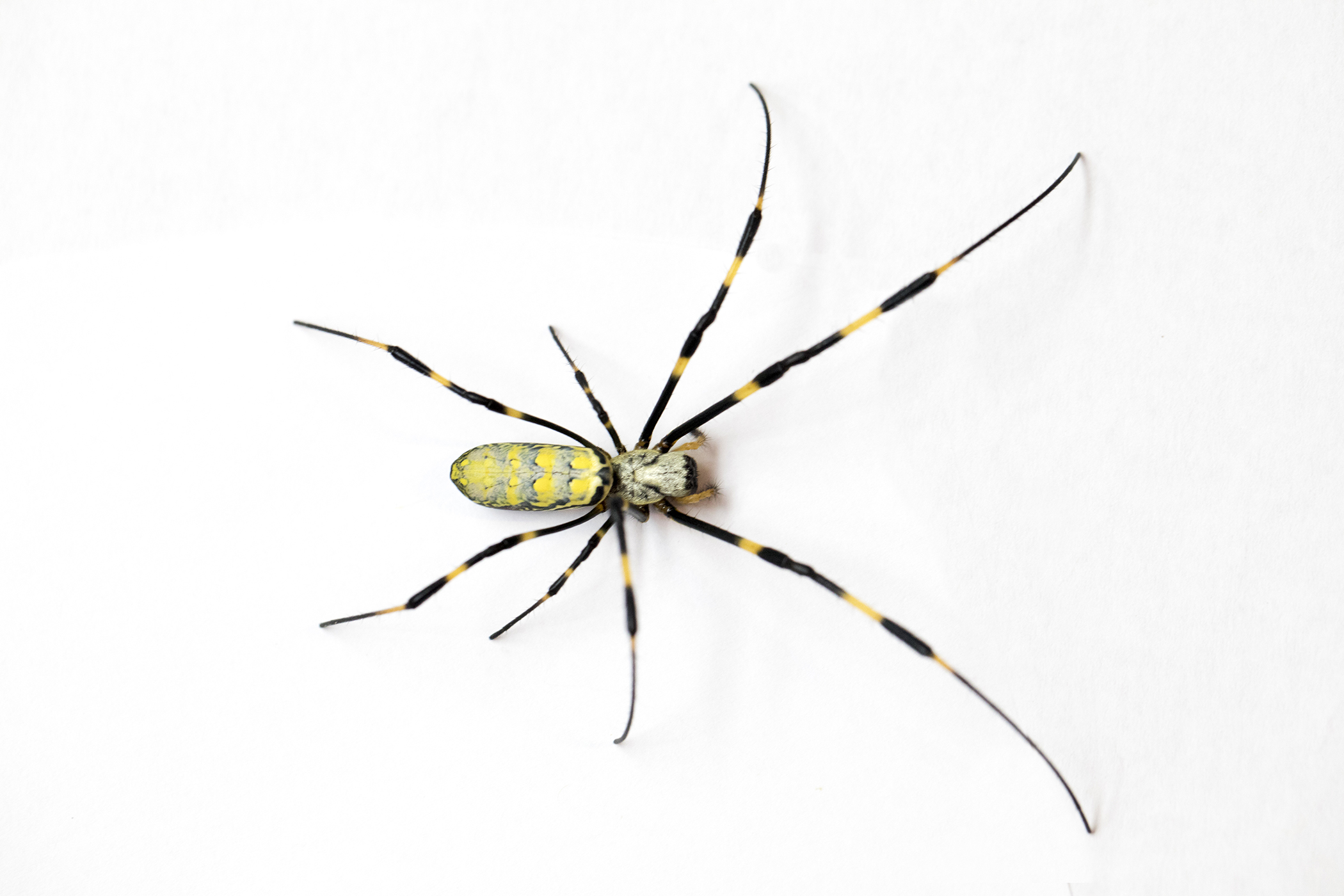 Like It Or Not Joro Spiders Are Here To Stay