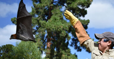 Cecilia Sanchez releases a bat