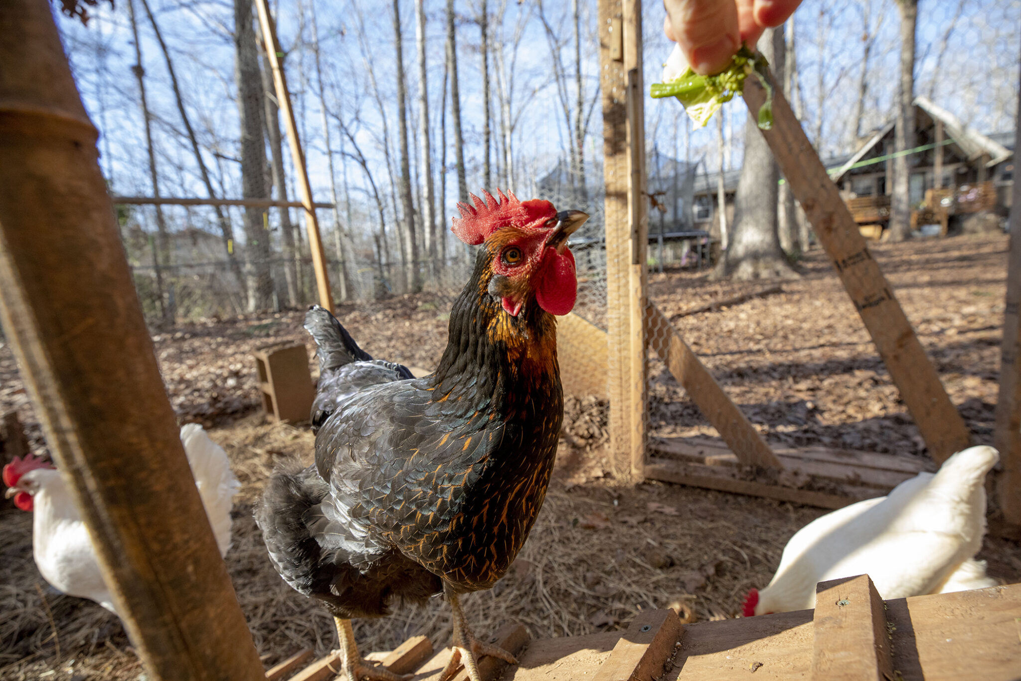 Backyard chickens risk pathogen spread