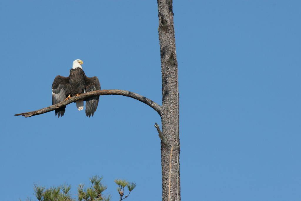 A bald eagle in a tree.