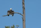 A bald eagle in a tree.