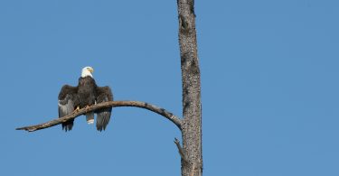 A bald eagle in a tree.