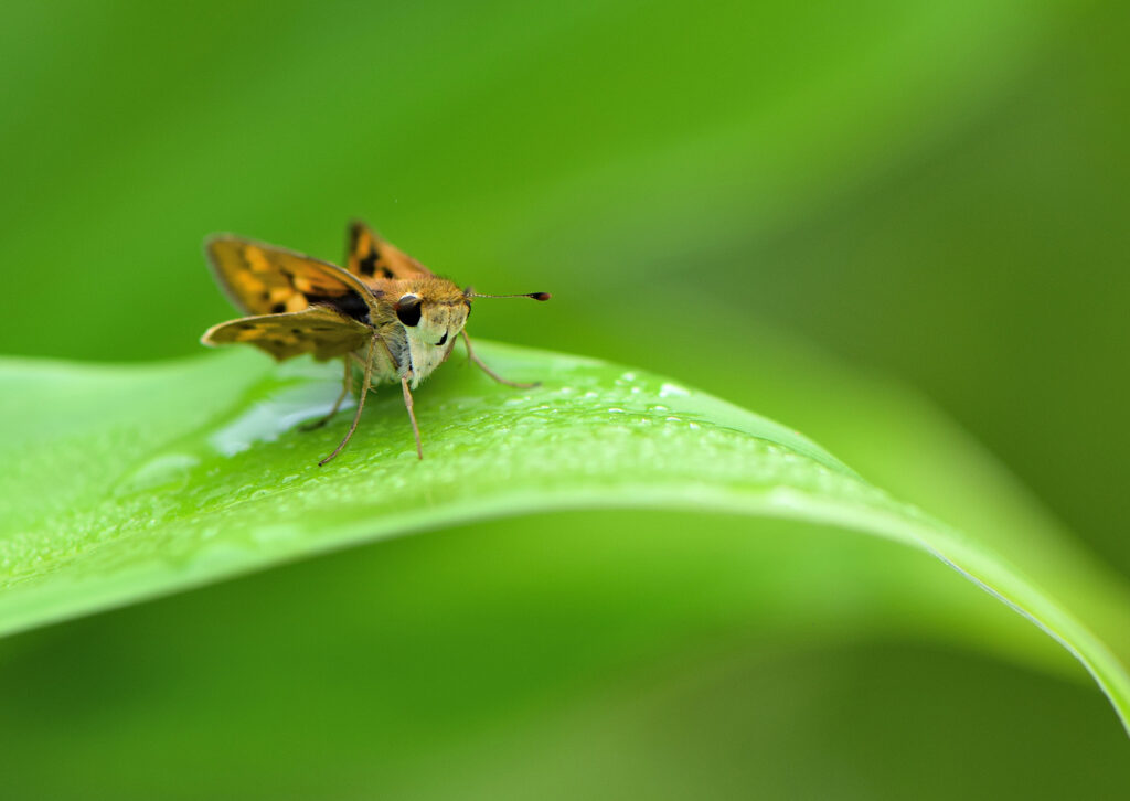 A skipper butterfly on a plant.
