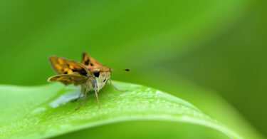 A skipper butterfly on a plant.