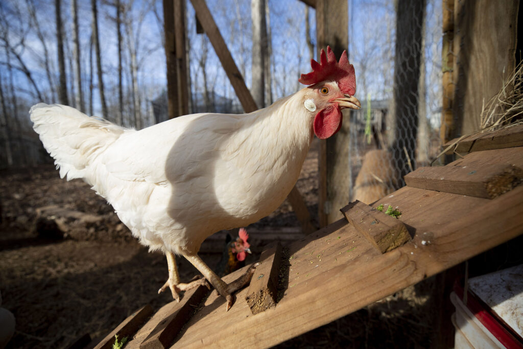 A white rooster with a red crown standing on a wooden post