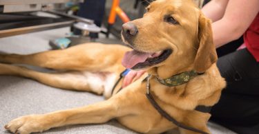 A service and therapy dog getting an eye exam