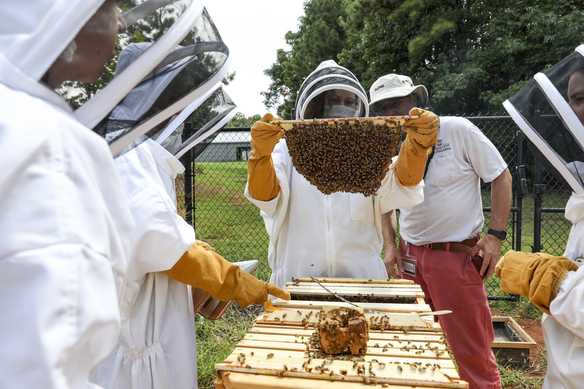 10 Ways UGA Is Helping Honeybees - UGA Today