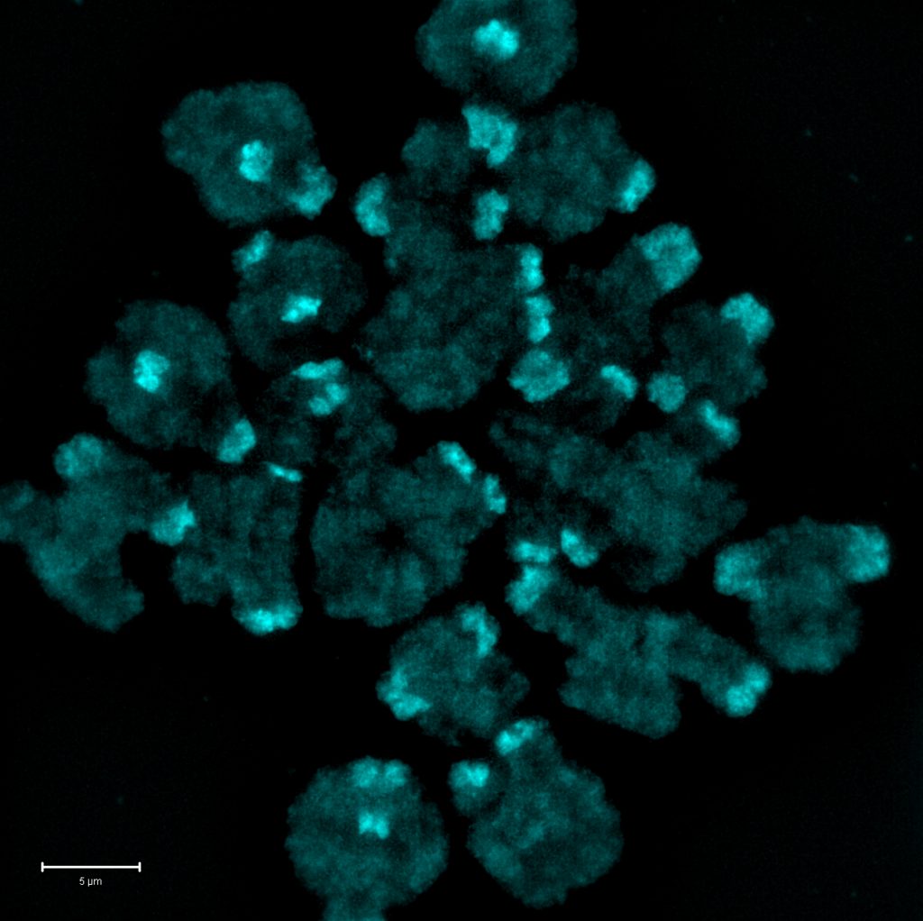 Researchers receive NIH-USDA grant to study mechanisms of chromosome instability and early pregnancy loss