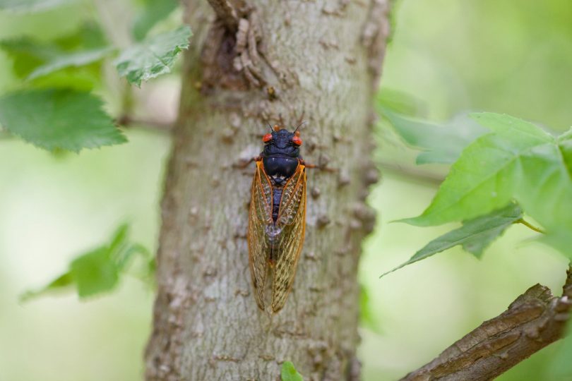 A cicada on a tree.