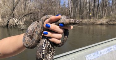 A researcher holds up a brown watersnake.