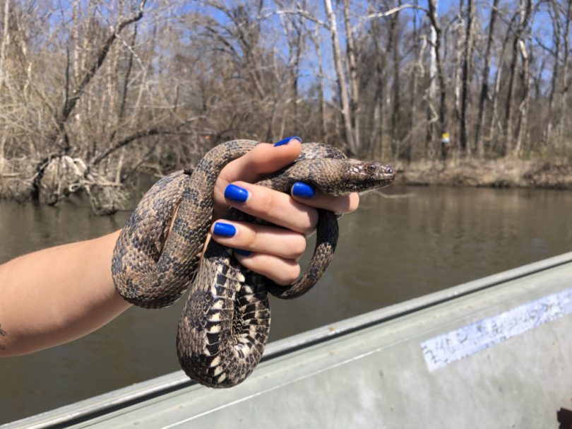 A researcher holds up a brown watersnake.