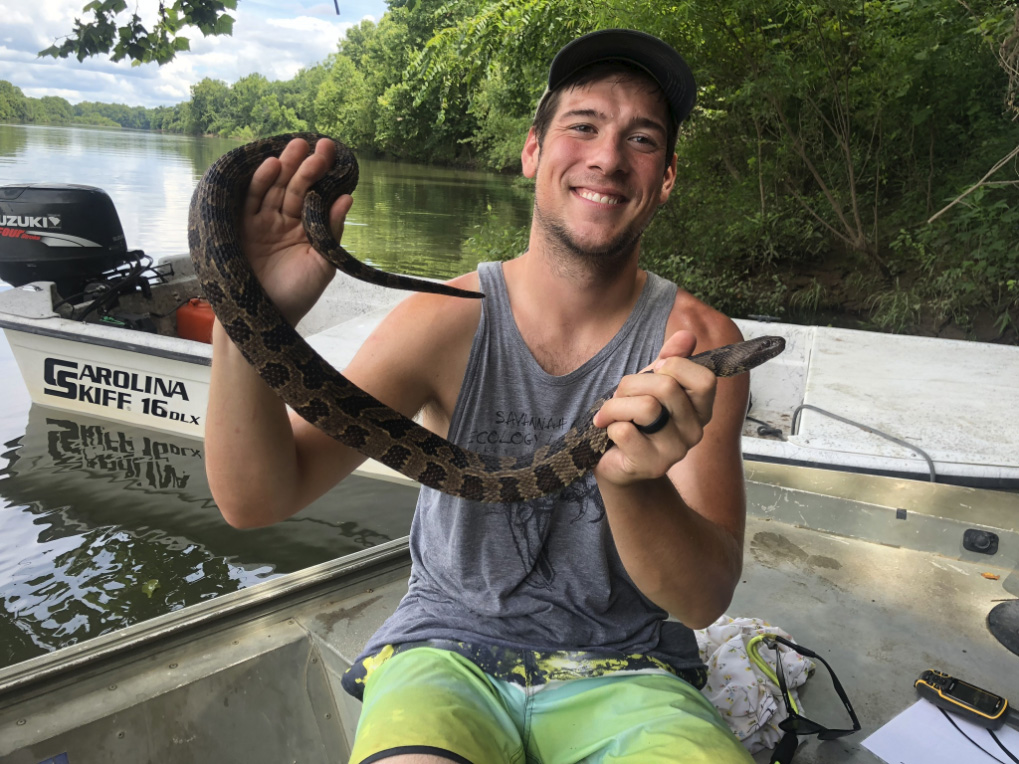A researcher holds a large female brown watersnake