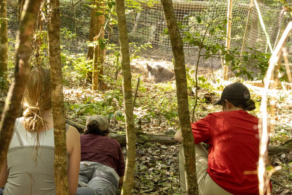 Three students sit on the ground with a wild pig in a net enclosure is in the background.