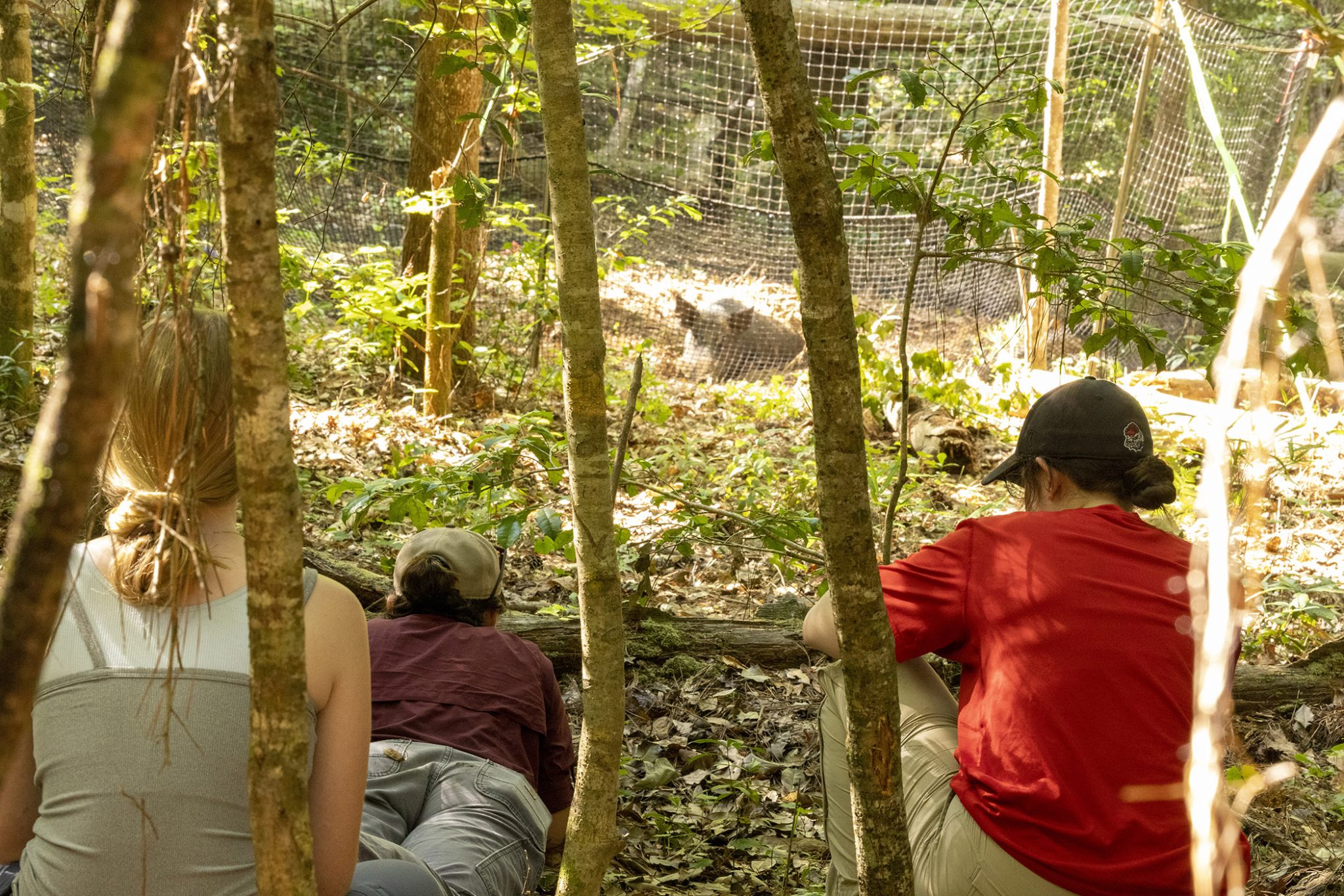 terrain-weather-can-predict-wild-pig-movements