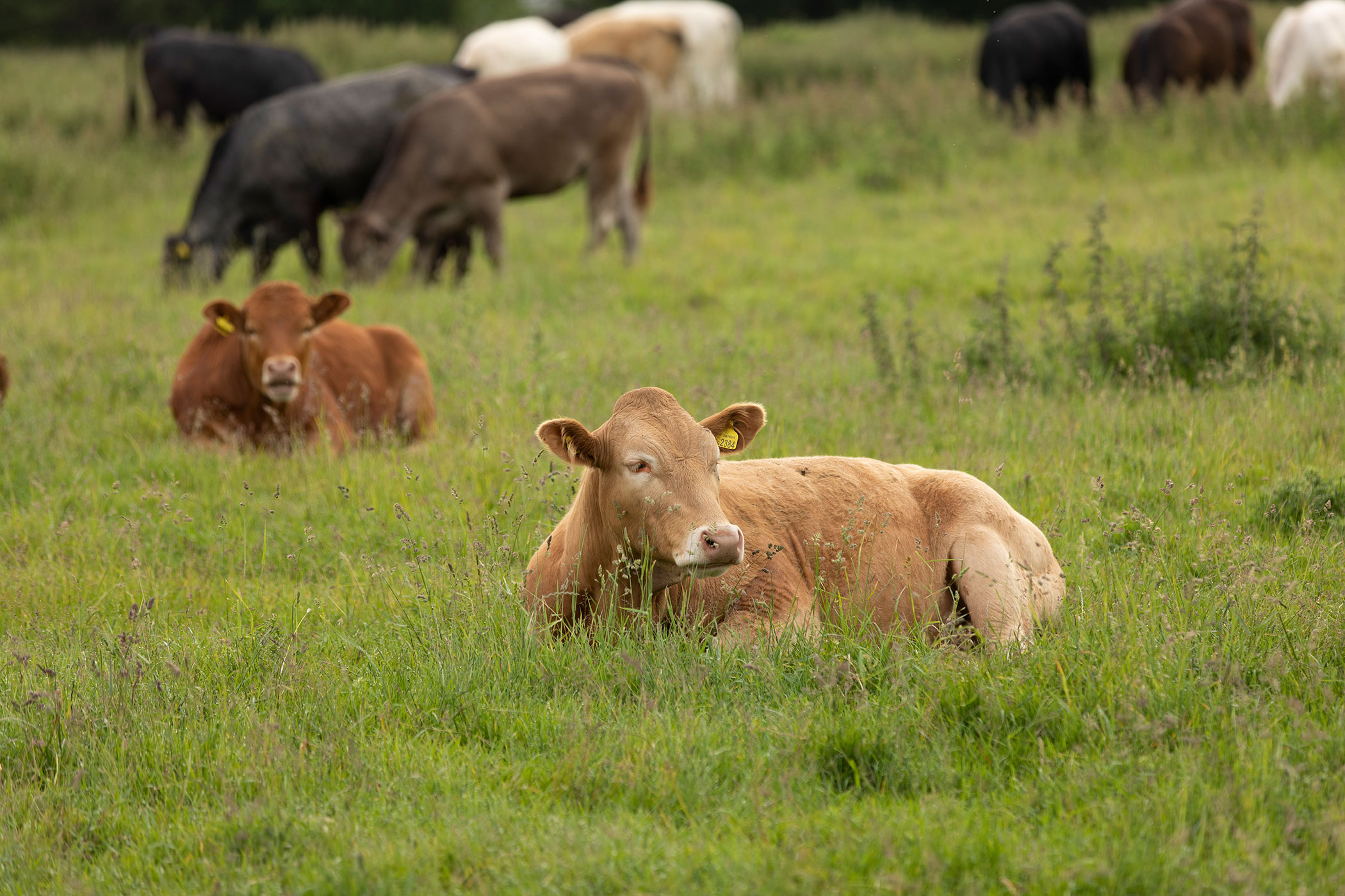  University of Georgia study finds antibiotic-resistant bacteria in cattle 