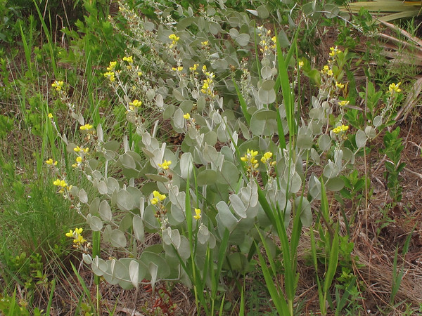 A Hairy rattleweed plant