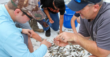 Bryan Fleuch shows students how to identify and sort shrimp