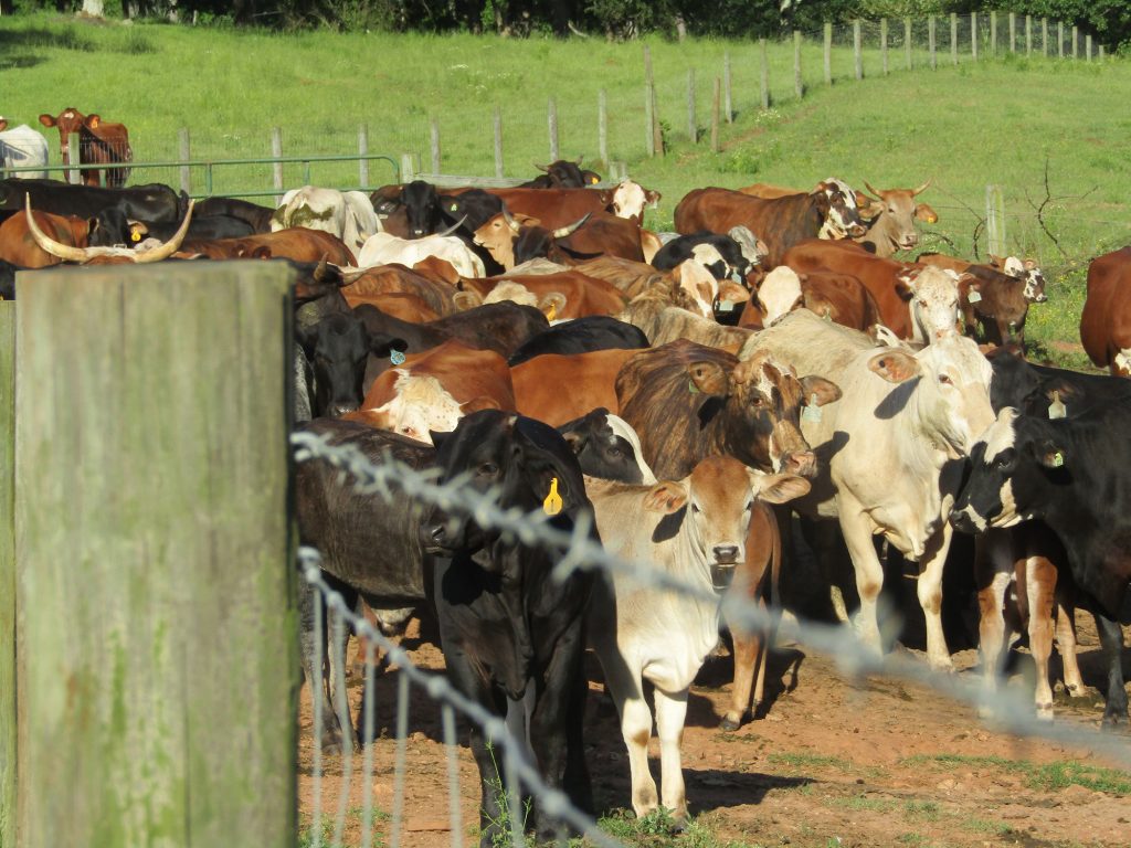 Cows in a farm field.