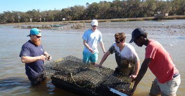 Four faculty and students standing in shallow water working on an oyster habitat.
