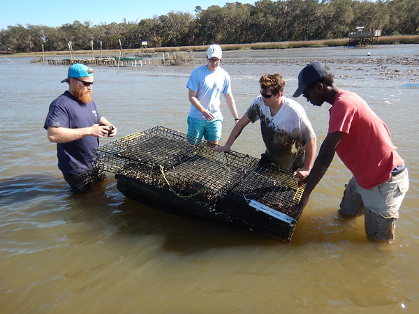 Four faculty and students standing in shallow water working on an oyster habitat.