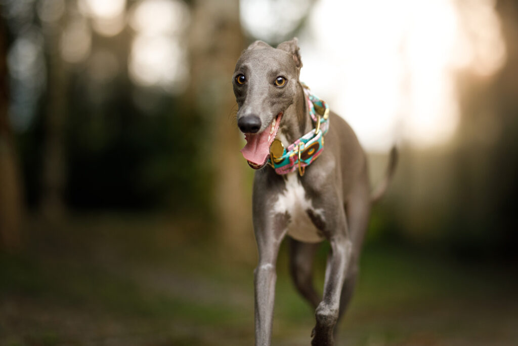 A greyhound in a green collar runs toward the camera in a field.