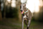 A greyhound in a green collar runs toward the camera in a field.