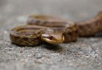 Rat snake in Fukushima